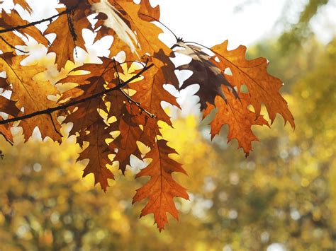 fall oak leaves images|oak tree fall leaves.